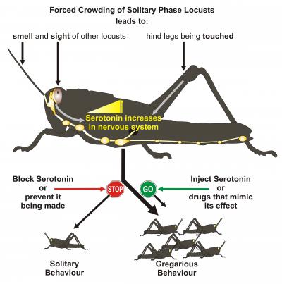 Serotonin -- Bringing Locusts Together (2 of 9)