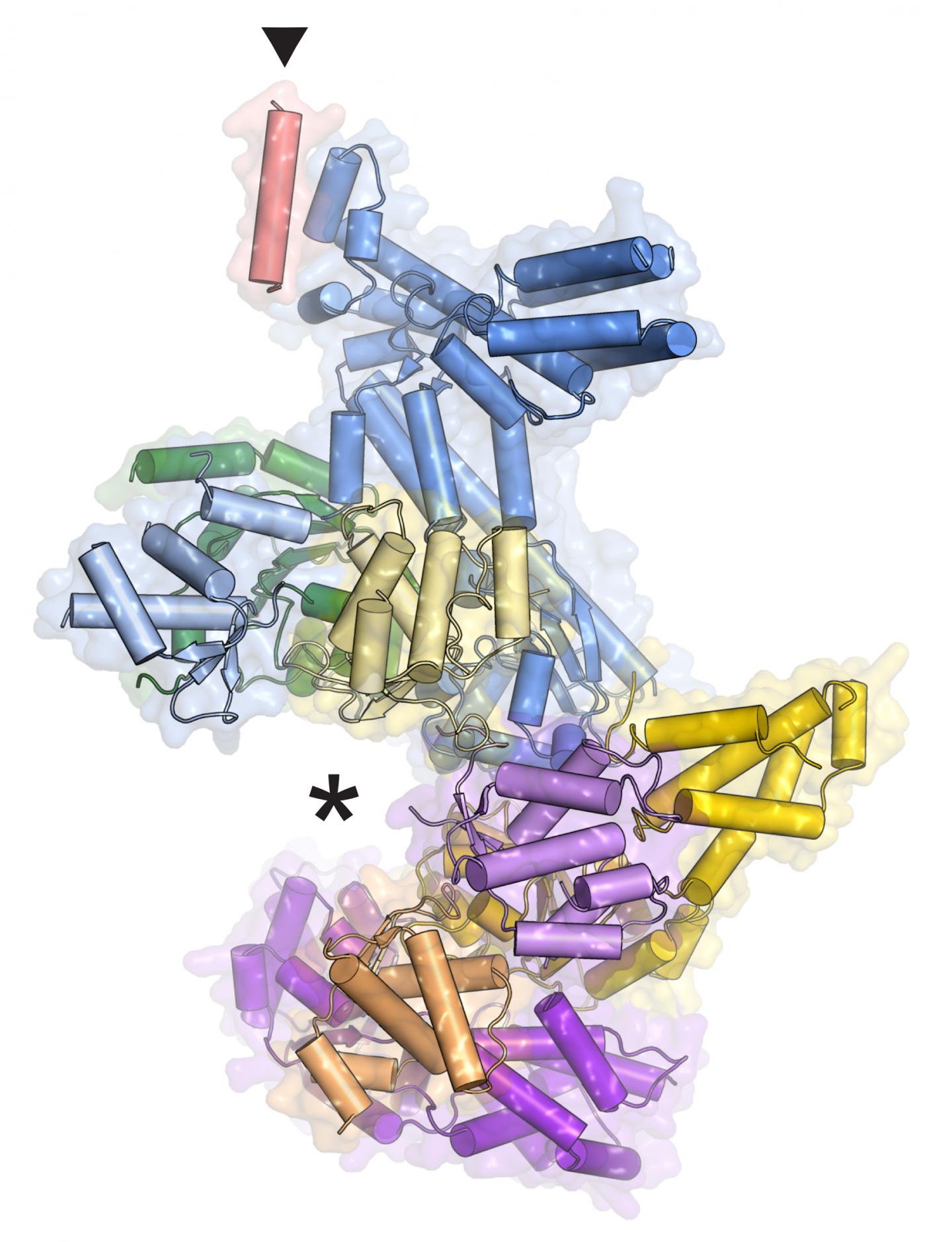 The ORC Protein Complex