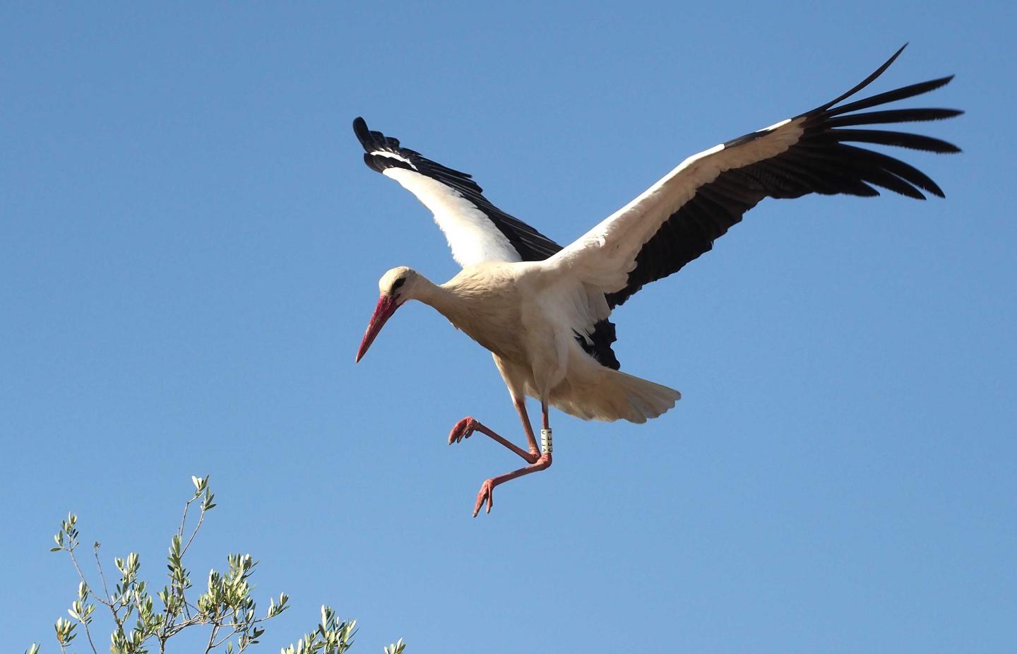 Lunch on Landfills: Stork Stopovers May Suppress Migration (1 of 8)