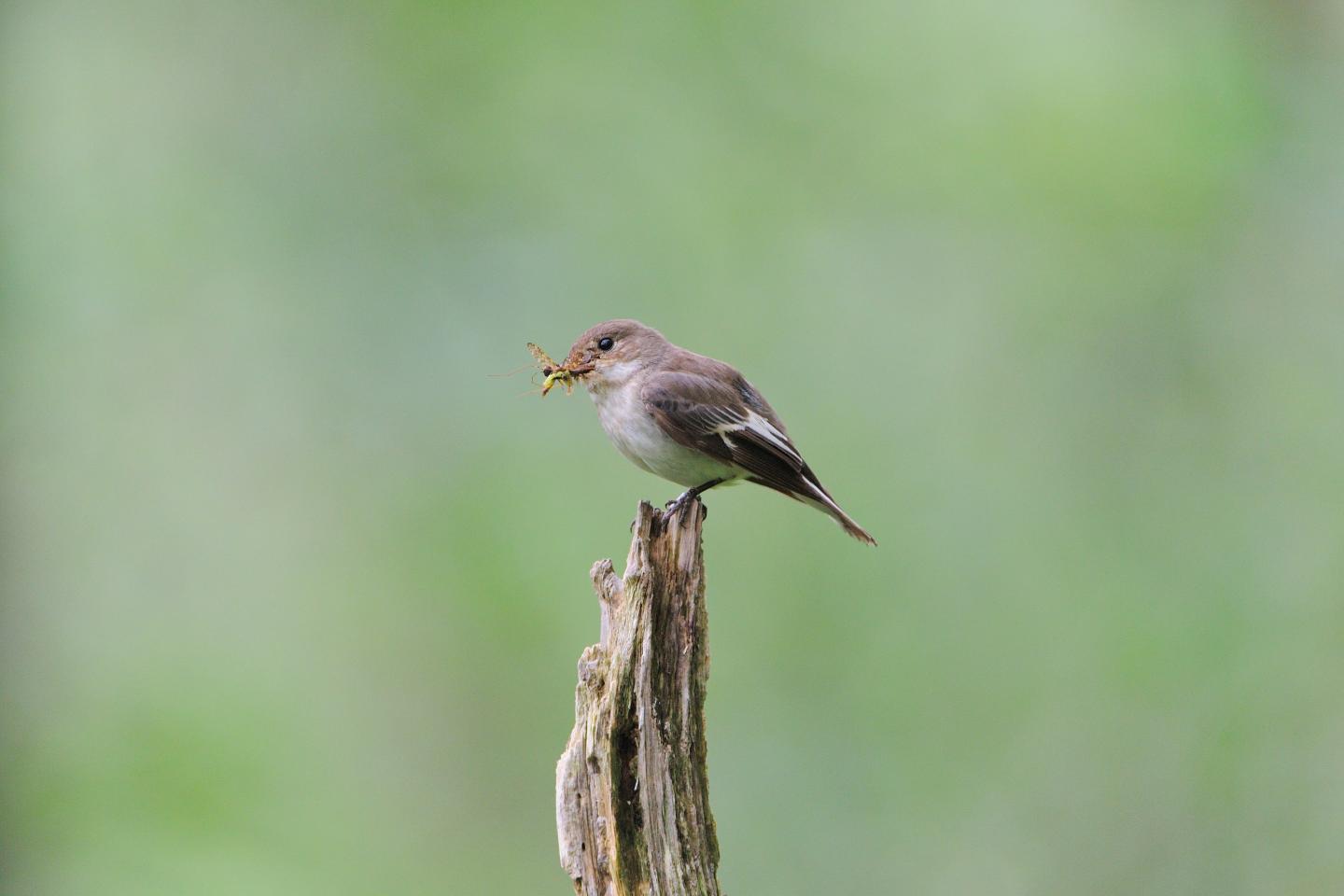 Female Pied Flycatcher (2 of 3)