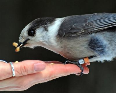 Banded Gray Jay