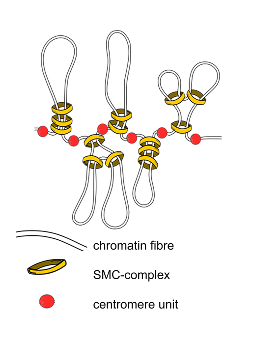 dynamics of holocentromeres