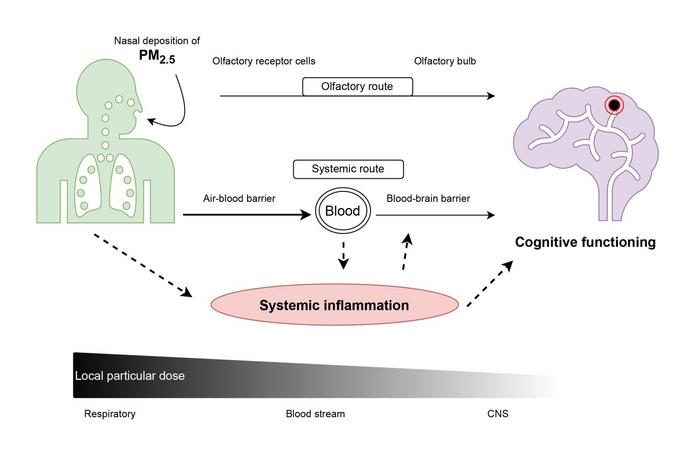 Systemic inflammation