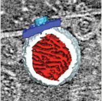 3-D Rendering of a Virus RNA Replication Spherule