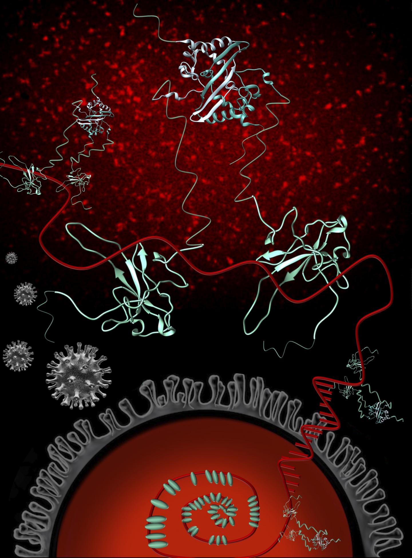 Coronavirus N protein