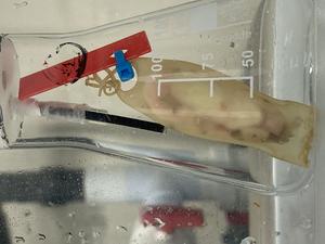 Small-spotted catshark egg in electromagnetic exposure experiment