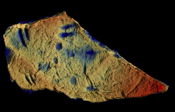 Height map of the rock slab above, preserving the earliest evidence for deep-sea vertebrates.