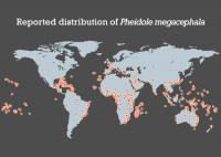 Global Distribution of <I>Pheidole megacephala</I>