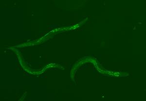 Inside the worms, the reinforced piwi-piRNA pathway lights up green, which enabled them to live longer by 30%.