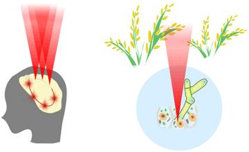 Manipulating Cell Networks with Light -- New Frontiers in Optical Microscopy (1)