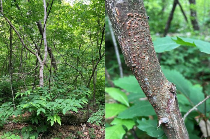 Floristic changes after chestnut blight can be delayed for decades