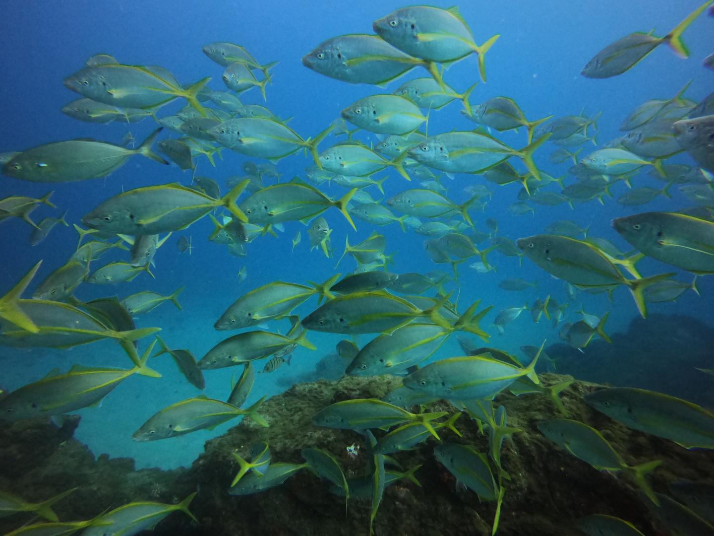 Fish shoal in Canary Islands