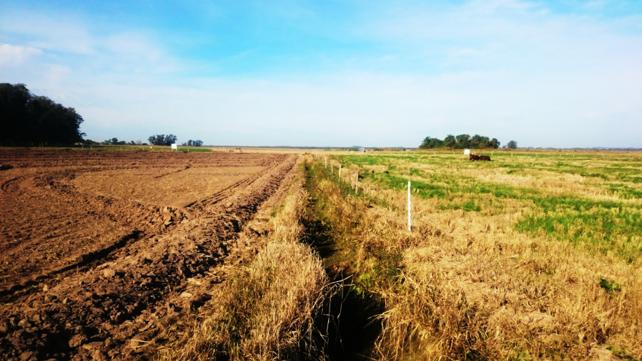 Cover crop field