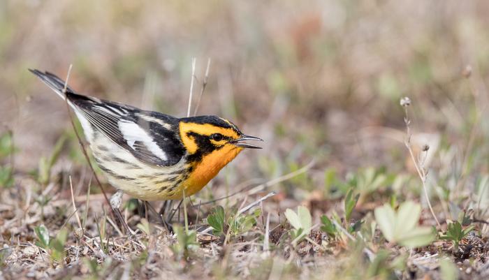 Blackburnian Warbler