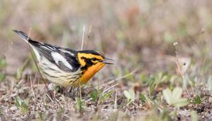 Blackburnian Warbler