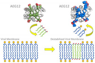 Illustration of the AEG12 lipid exchange with a viral membrane