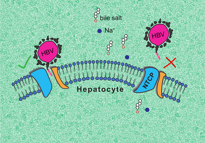 Illustration of the two 3D conformations adopted by NTCPs