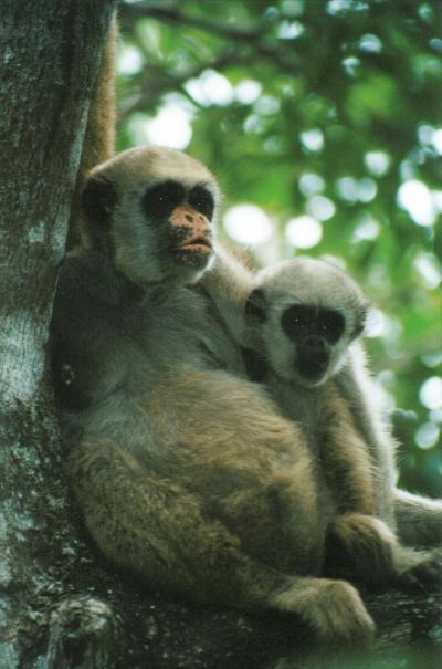 Muriqui Female and Infant