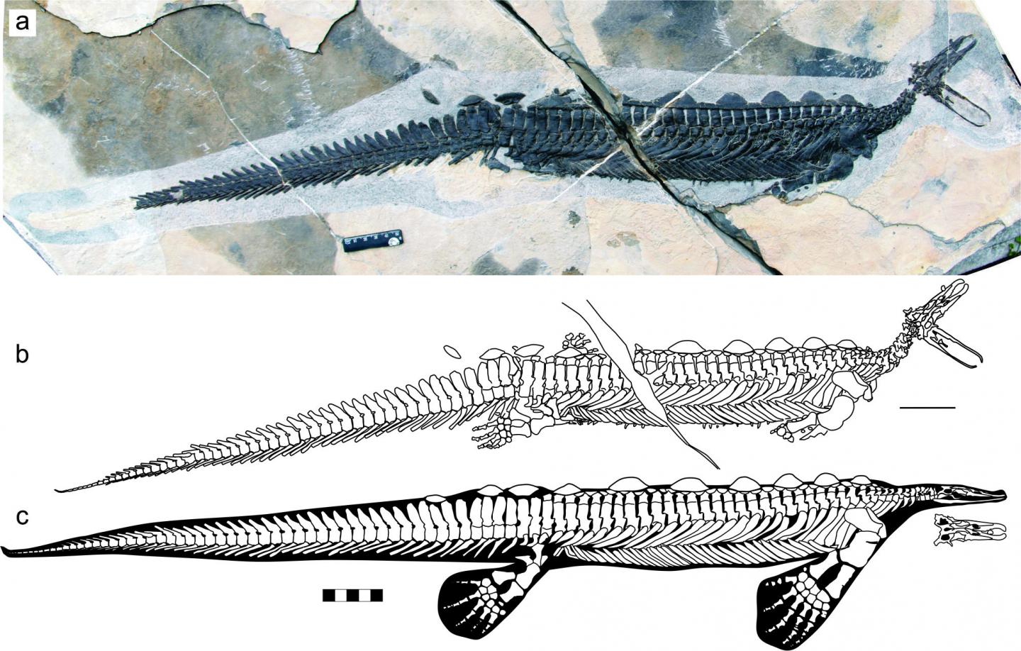 A Reptile Platypus From the Early Triassic 2