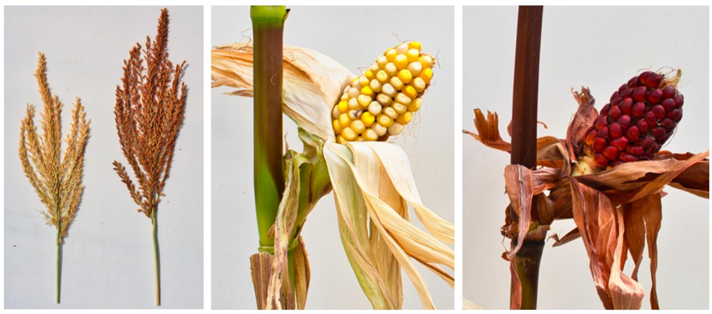 Corn Plant Colors