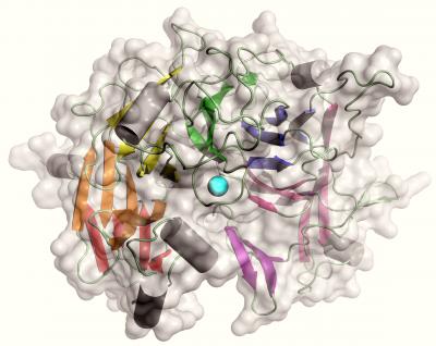A Single Atom Controls Motility Required for Bacterial Infection