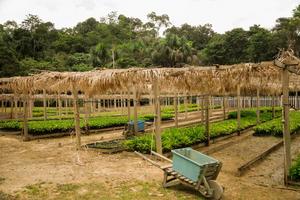 Study points the way to developing the Amazon bioeconomy