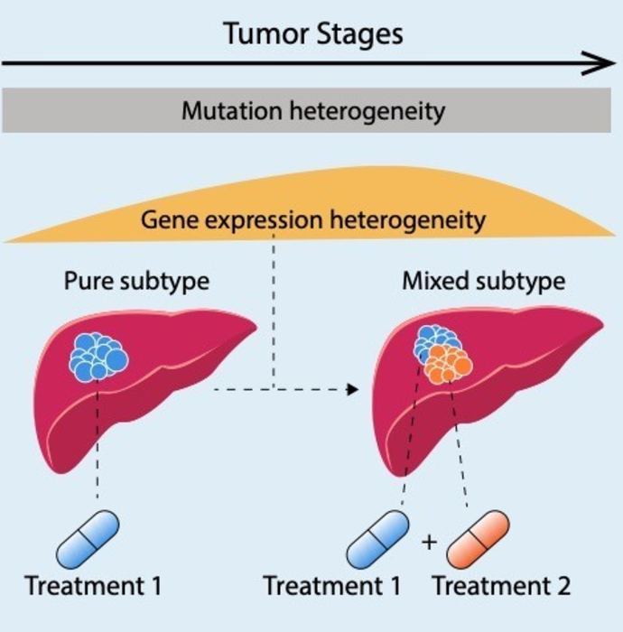 Figure 1: Hepatocellular carcinomas (HCC) diversify during tumour evolution, leading to multiple co-existing subtypes in a significant proportion of HCC that will require combination systemic therapies to treat the disease.
