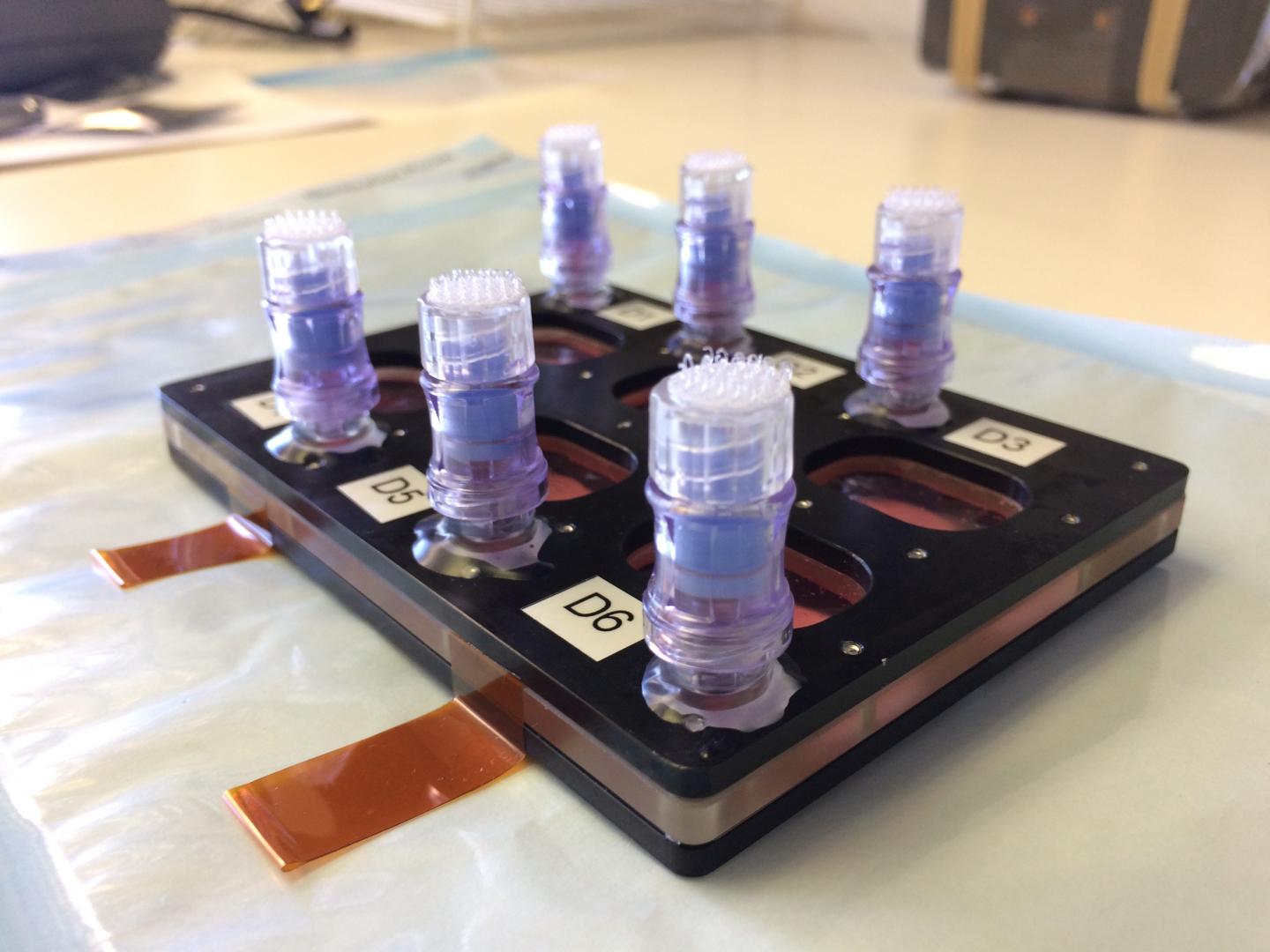 BioCell [IMAGE] | EurekAlert! Science News Releases