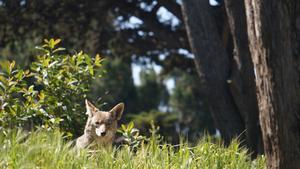 Coyote in grass in San Francisco