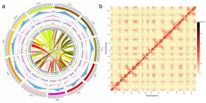 Genomic features of pigeonpea landrace ‘D30’ and heat map of Hi-C chromosomal interactions.