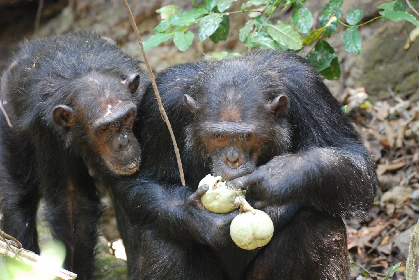 Chimps in Gombe