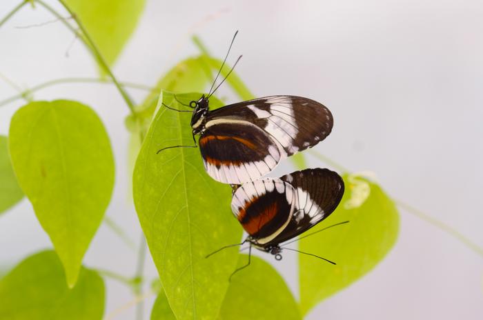 Butterflies choose mates because they are more attractive, not just easier to see