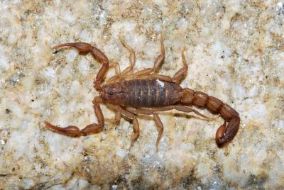 Scorpion