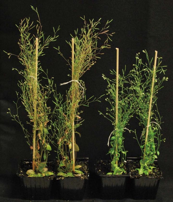 <i>Arabidopsis thaliana</i>Plants used in This Study