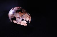 Oldest Homo Erectus Experienced a Changing Climate
