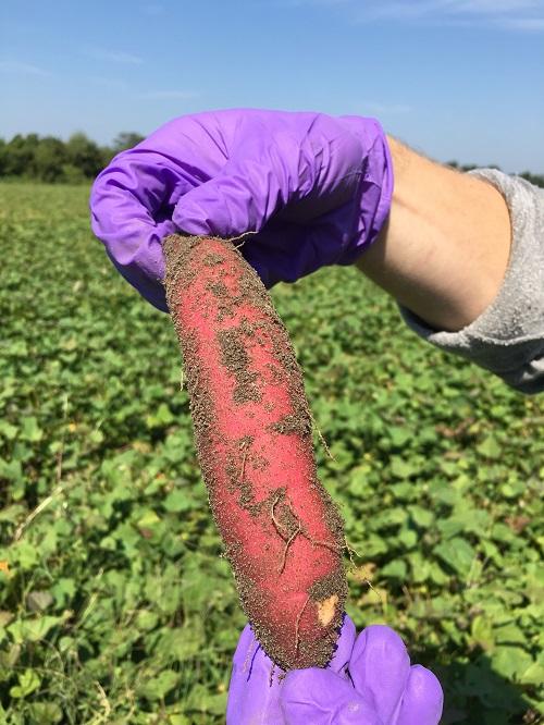 Sweet Potato and Rhizospheric Soil