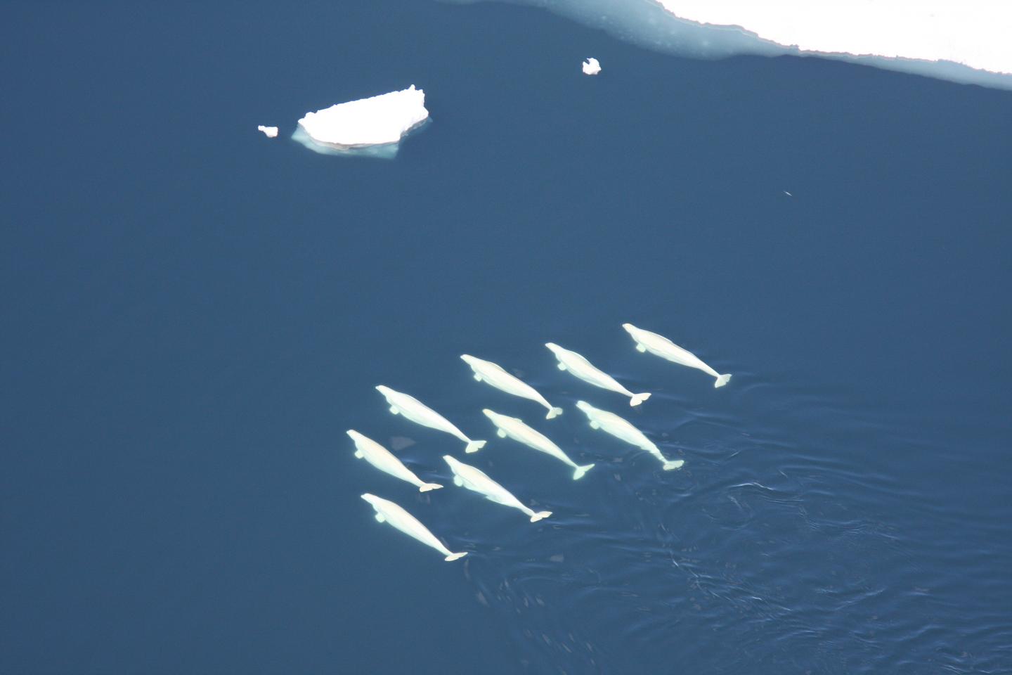 Belugas Swimming