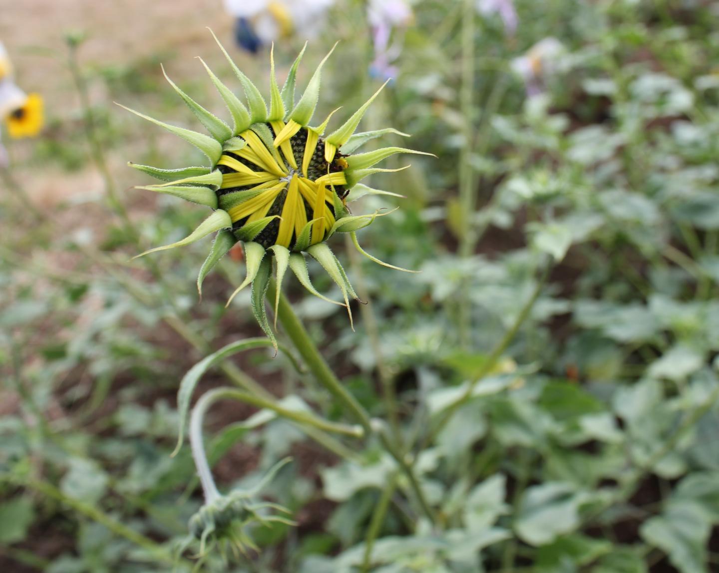 Neglected sunflower