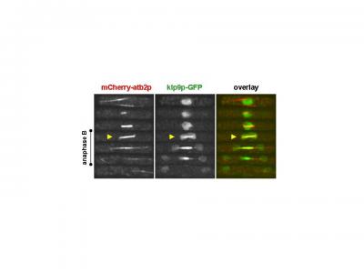 Cell Division Mechanism