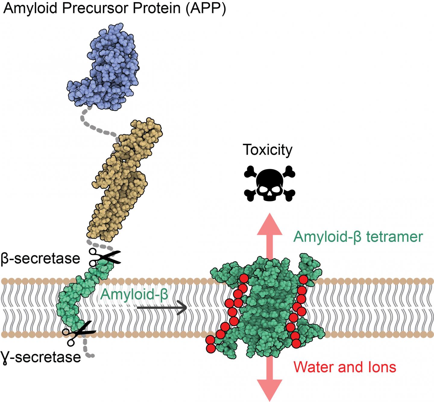 AB protein self-assembles into 4 or 8 copies adopting an arrangement allowing passage of water and ions (in red)