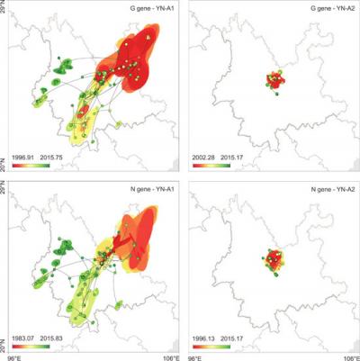 Interventions in Dog Populations Could Reduce Rabies in Rural China