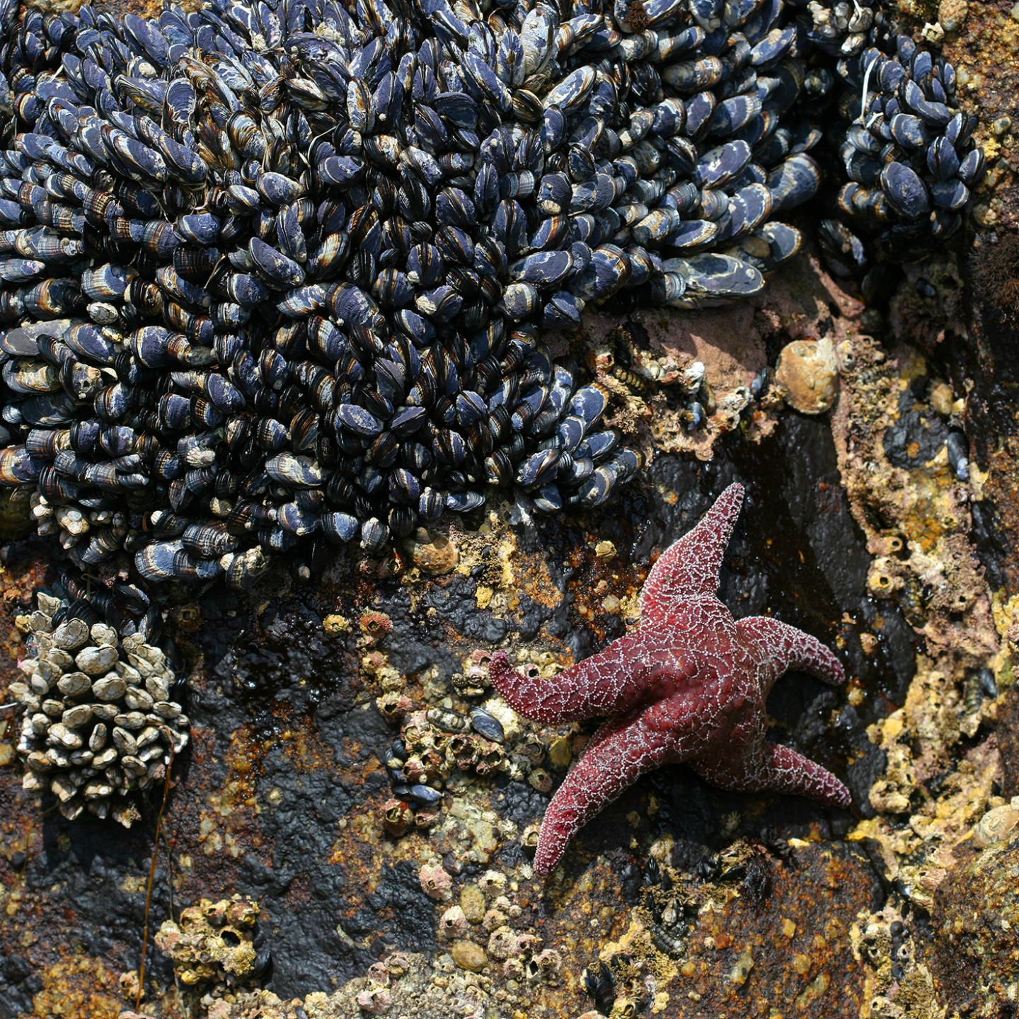 Lubricant-Infused Material is a Slick Trick Against Mussels (1 of 4)