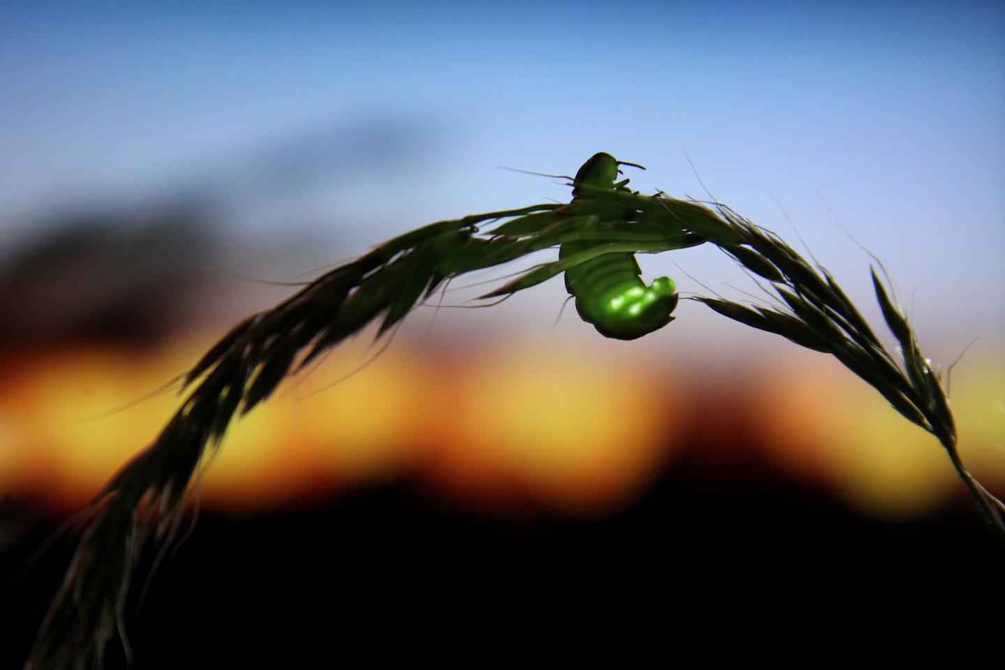 Female Glow-Worm