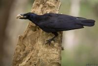 New Caledonian Crow (2 of 2)