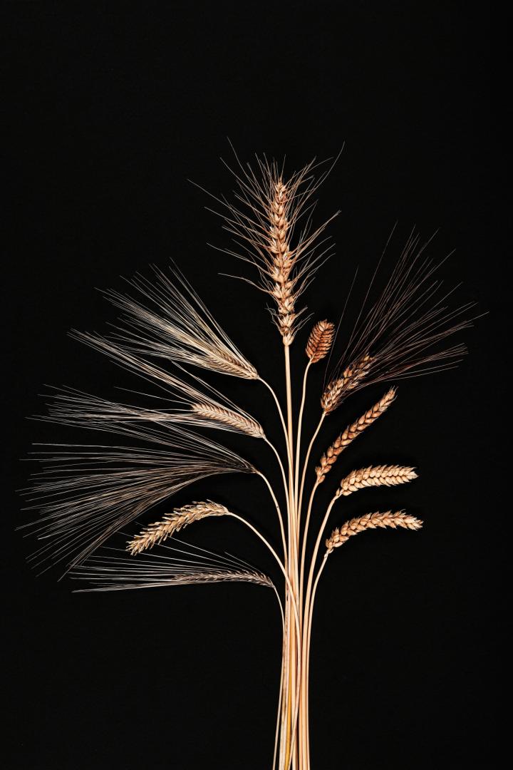 Diversity in wheat and barley