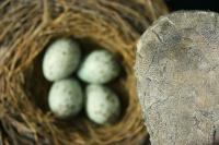 Corvid Eggs with Theropod Egg