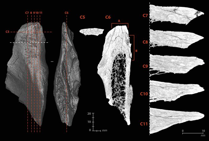 Micro-tomographic views