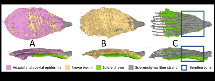 The individual tissue layers of the seed scale become visible via micro-computed tomography.