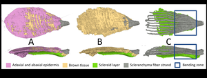 The individual tissue layers of the seed scale become visible via micro-computed tomography.