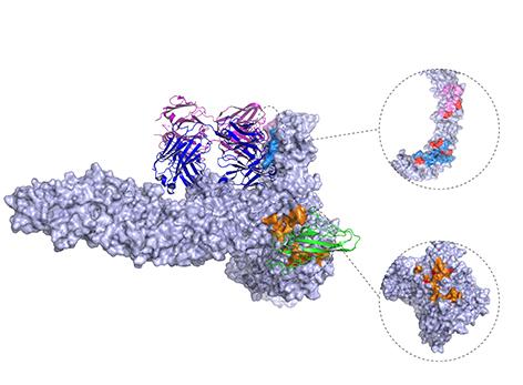 3-D structure of C. difficile toxin engaged with CSPG4 receptor.